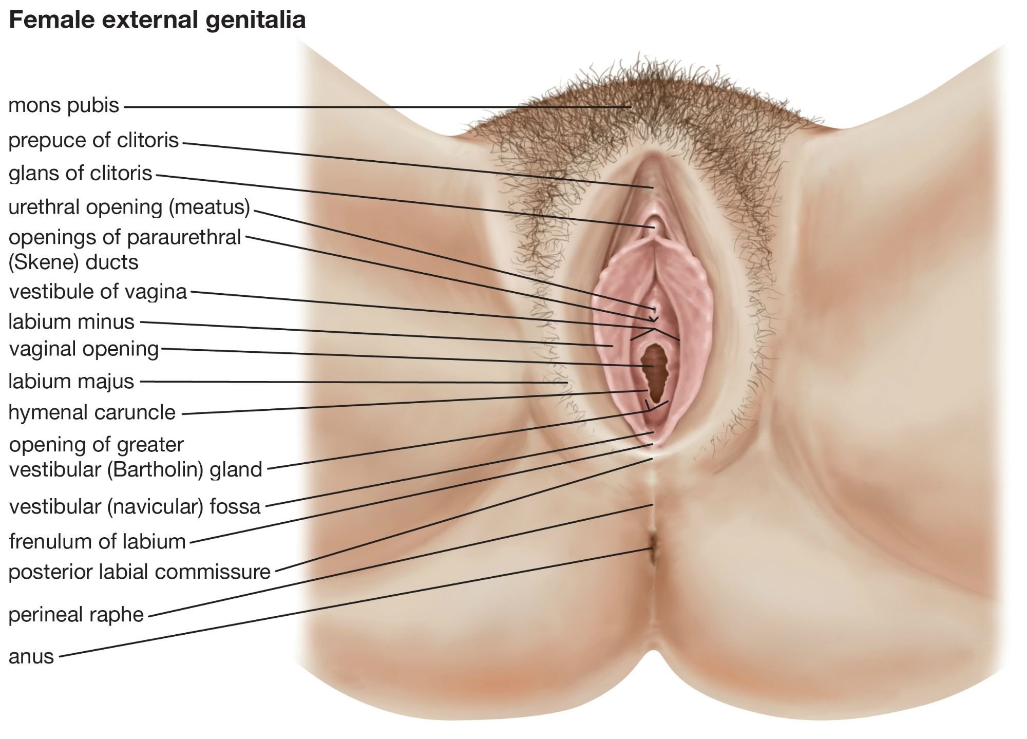 Women Sex Parts